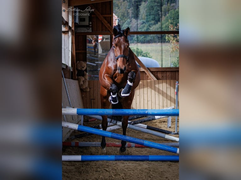 Hannoveraner Wallach 7 Jahre 180 cm Brauner in Fulda