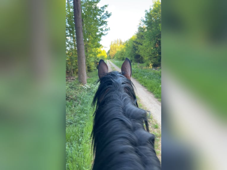 Hannoveraner Wallach 7 Jahre 180 cm Brauner in Veringenstadt