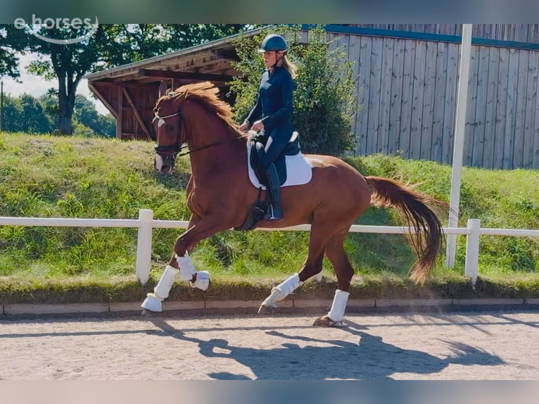 Hannoveraner Wallach 7 Jahre 180 cm Fuchs in Norderstedt