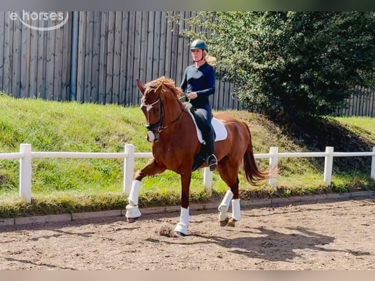 Hannoveraner Wallach 7 Jahre 180 cm Fuchs in Norderstedt
