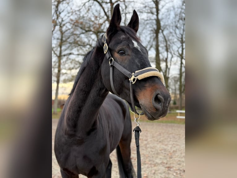 Hannoveraner Wallach 7 Jahre 180 cm Schwarzbrauner in Oelde
