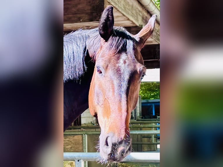 Hannoveraner Wallach 7 Jahre 181 cm Brauner in Köln