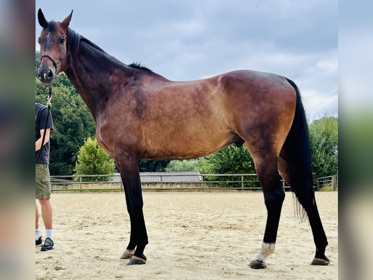Hannoveraner Wallach 7 Jahre 181 cm Brauner in Köln