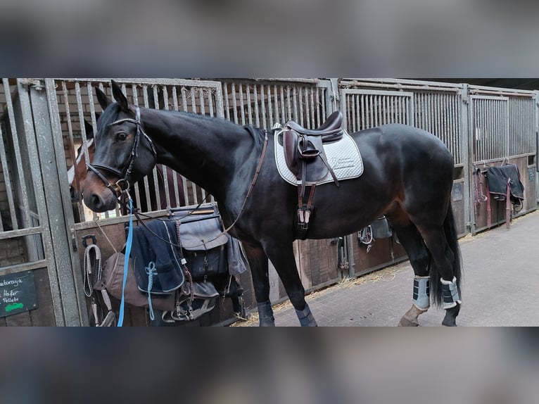 Hannoveraner Wallach 7 Jahre 185 cm Dunkelbrauner in Neustadt am Rübenberge