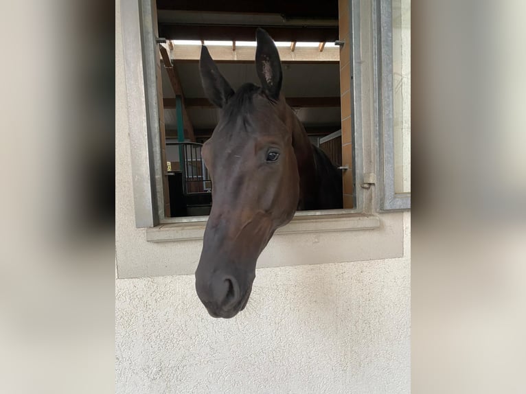 Hannoveraner Wallach 7 Jahre 186 cm Rappe in Eurasburg