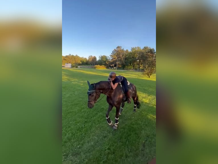 Hannoveraner Wallach 7 Jahre 186 cm Rappe in Eurasburg