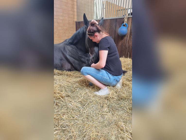 Hannoveraner Wallach 7 Jahre 186 cm Rappe in Eurasburg