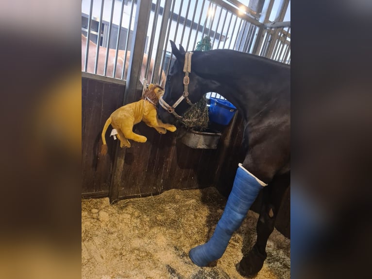 Hannoveraner Wallach 7 Jahre 186 cm Rappe in Eurasburg