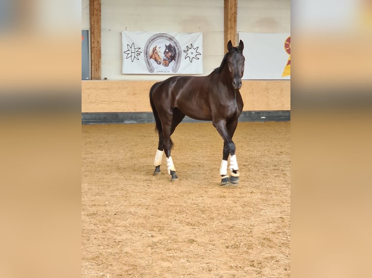 Hannoveraner Wallach 7 Jahre 186 cm Rappe in Eurasburg