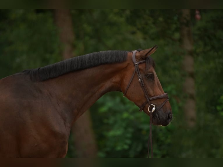 Hannoveraner Wallach 7 Jahre Brauner in St. Josefen
