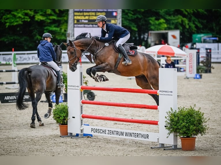Hannoveraner Wallach 7 Jahre Brauner in St. Josefen