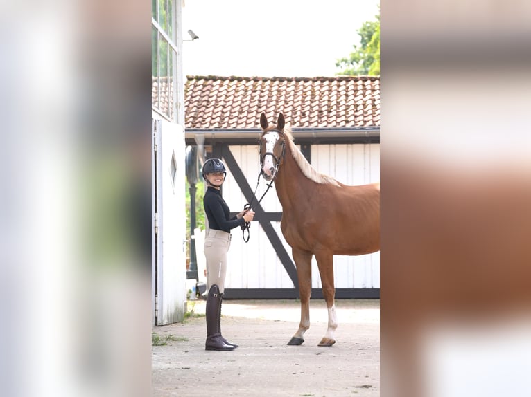 Hannoveraner Wallach 7 Jahre in Ostbevern