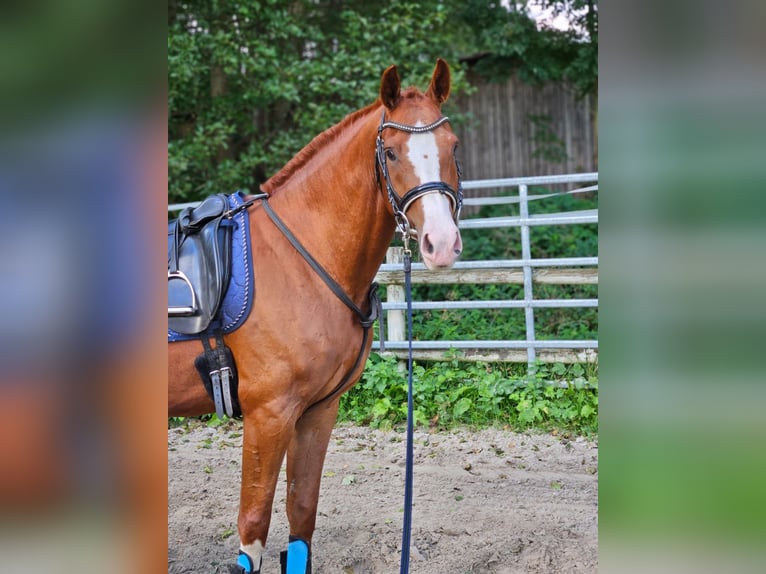 Hannoveraner Wallach 7 Jahre Fuchs in Hambergen