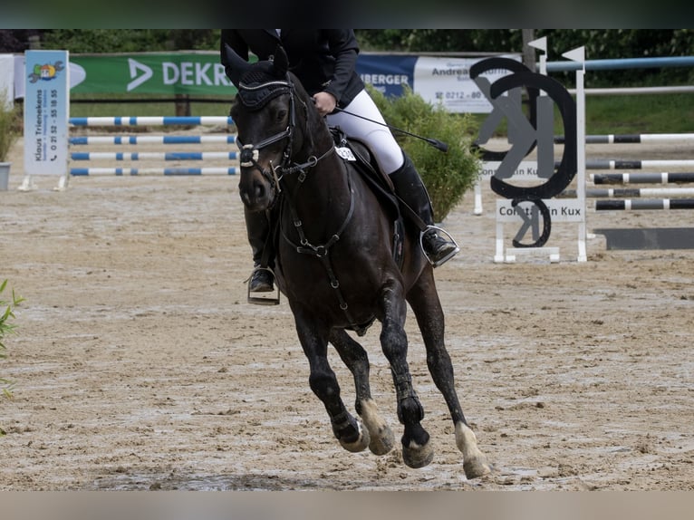 Hannoveraner Wallach 8 Jahre 160 cm Dunkelbrauner in Kaarst