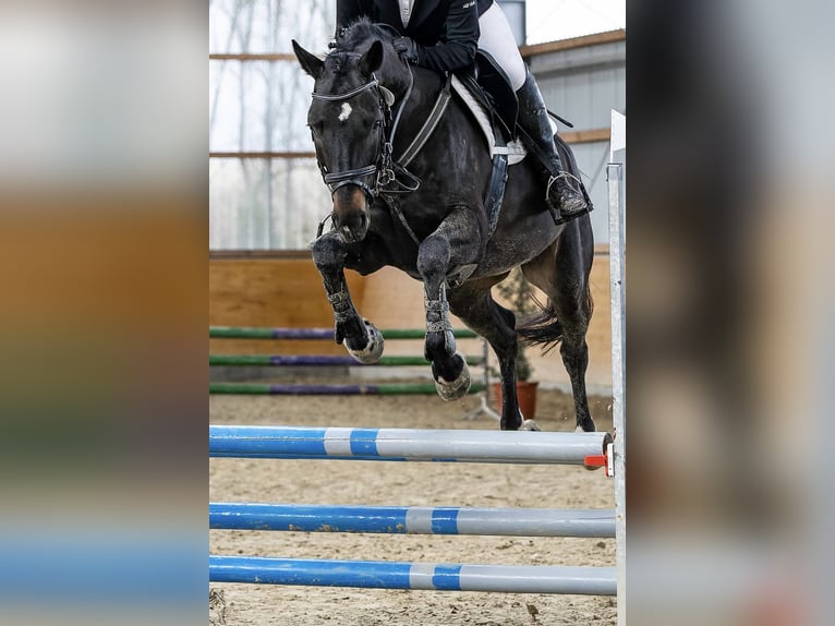 Hannoveraner Wallach 8 Jahre 160 cm Dunkelbrauner in Kaarst
