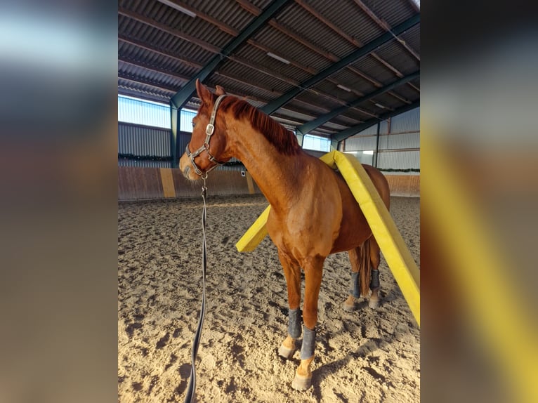 Hannoveraner Wallach 8 Jahre 160 cm Fuchs in Hofbieber