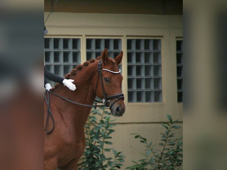 Hannoveraner Wallach 8 Jahre 160 cm Fuchs in Hofbieber
