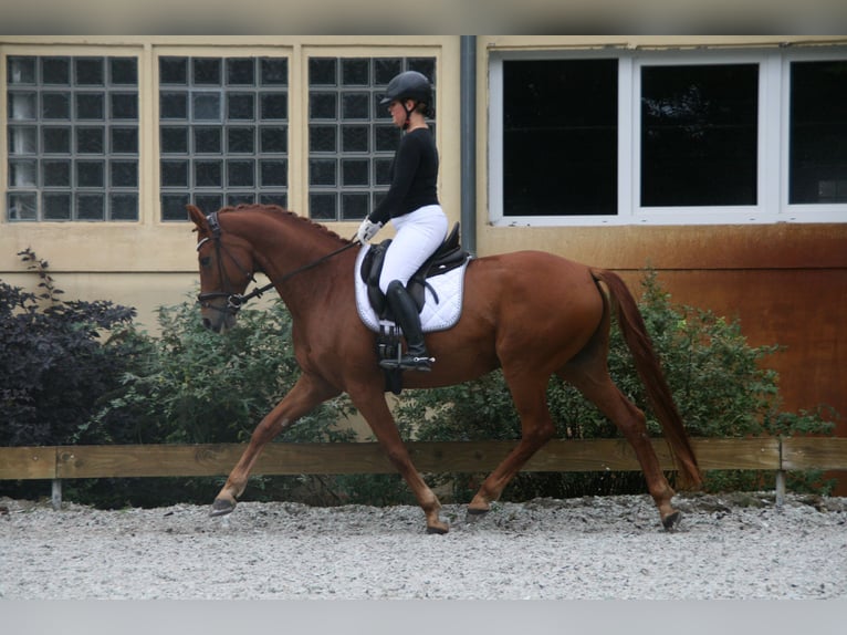 Hannoveraner Wallach 8 Jahre 160 cm Fuchs in Hofbieber