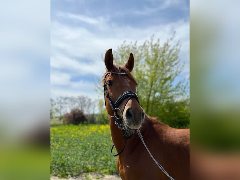 Hannoveraner Wallach 8 Jahre 160 cm Fuchs in Hofbieber