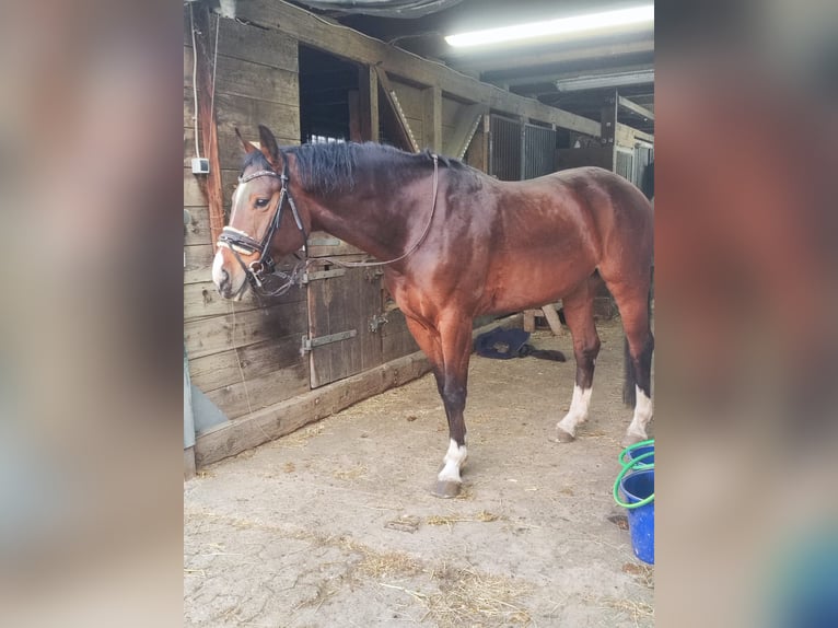 Hannoveraner Wallach 8 Jahre 163 cm Brauner in Elmlohe