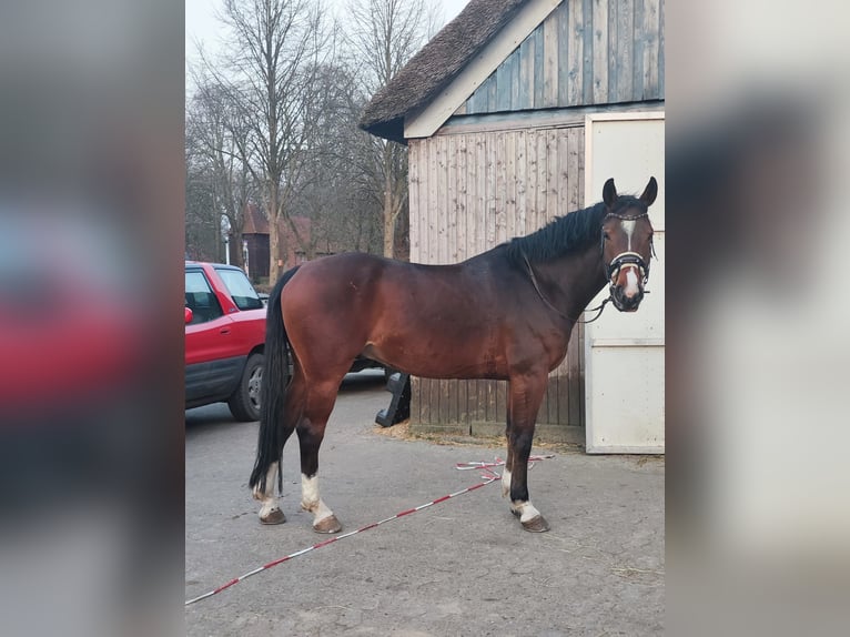 Hannoveraner Wallach 8 Jahre 163 cm Brauner in Elmlohe