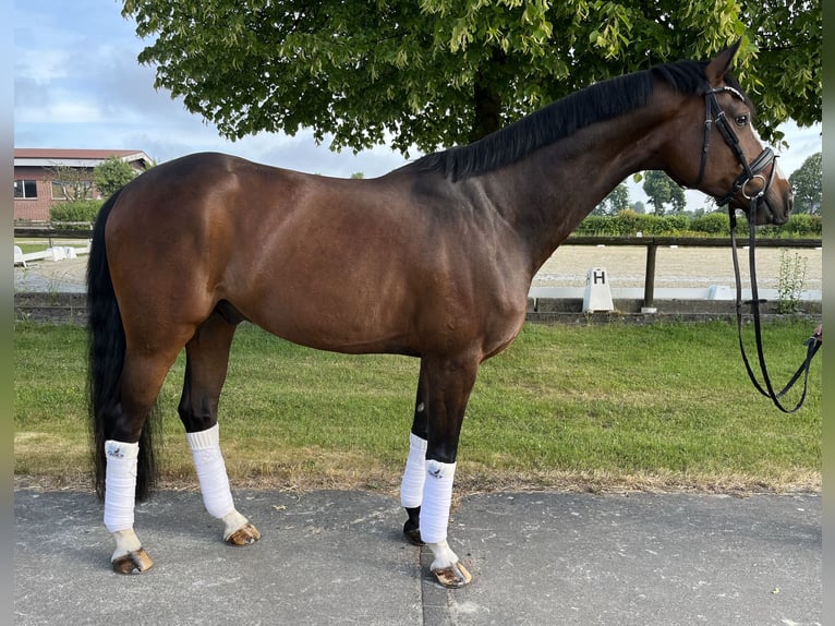 Hannoveraner Wallach 8 Jahre 163 cm Brauner in Laer
