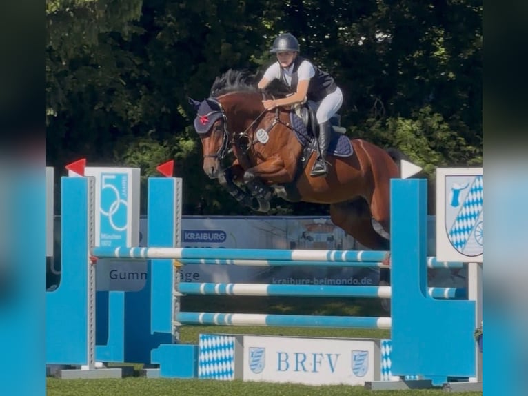 Hannoveraner Wallach 8 Jahre 163 cm Brauner in Arnstein