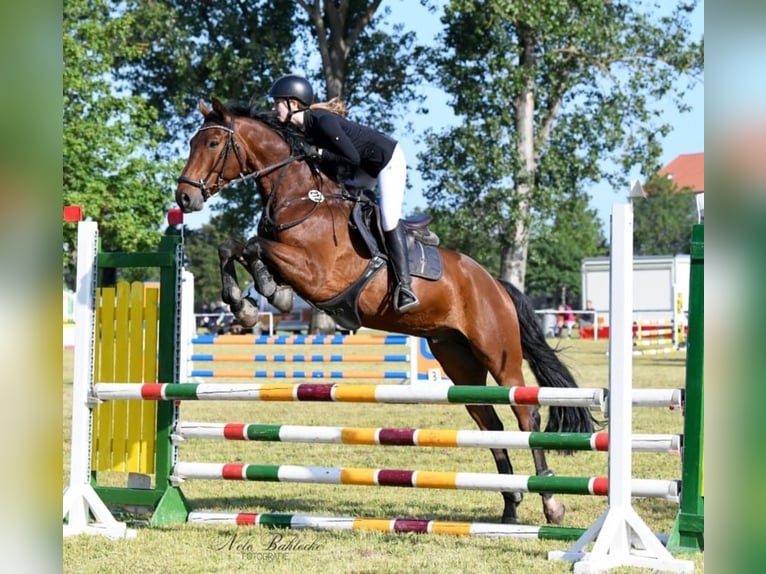 Hannoveraner Wallach 8 Jahre 163 cm Brauner in Dannigkow