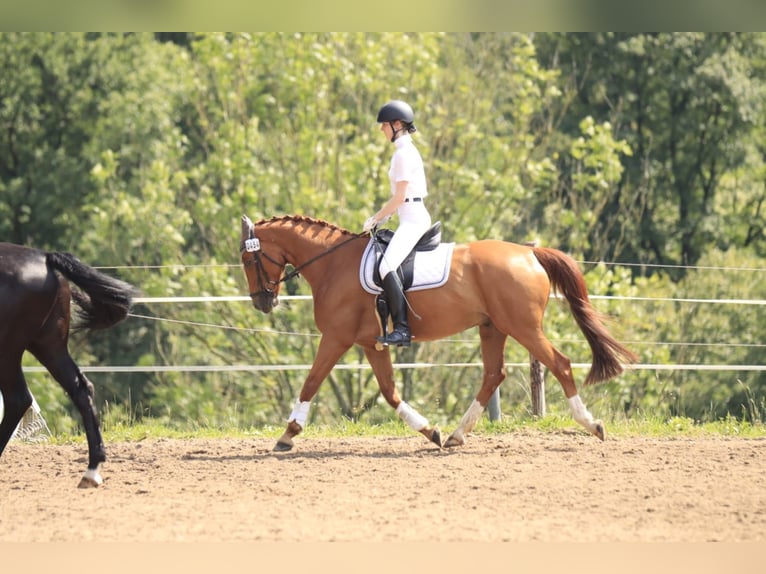 Hannoveraner Wallach 8 Jahre 163 cm Fuchs in Bergisch Gladbach