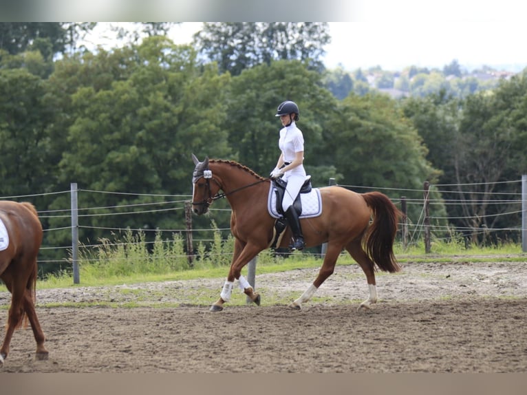Hannoveraner Wallach 8 Jahre 163 cm Fuchs in Bergisch Gladbach