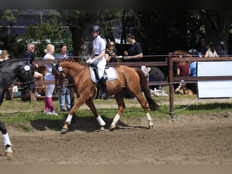 Hannoveraner Wallach 8 Jahre 163 cm Fuchs in Bergisch Gladbach
