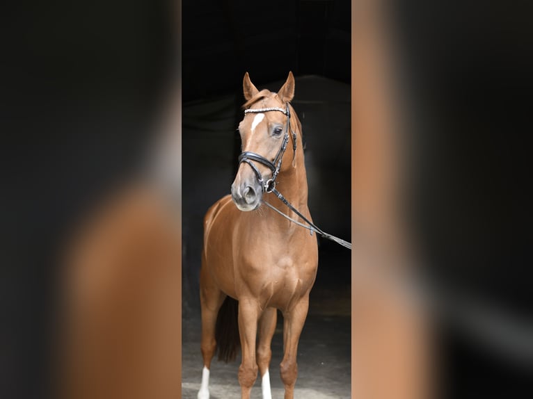 Hannoveraner Wallach 8 Jahre 163 cm Fuchs in Geilenkirchen