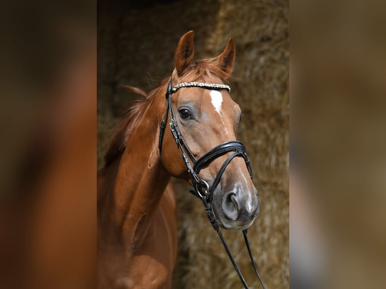 Hannoveraner Wallach 8 Jahre 163 cm Fuchs in Geilenkirchen