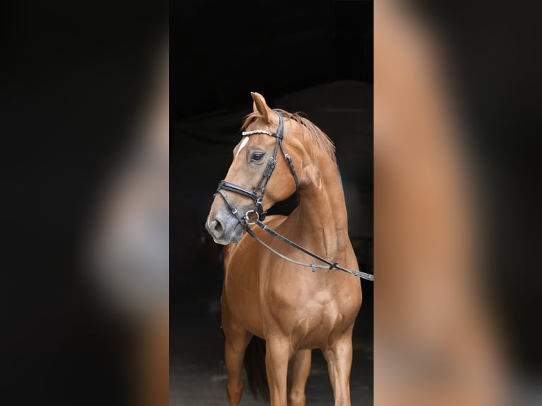 Hannoveraner Wallach 8 Jahre 163 cm Fuchs in Geilenkirchen