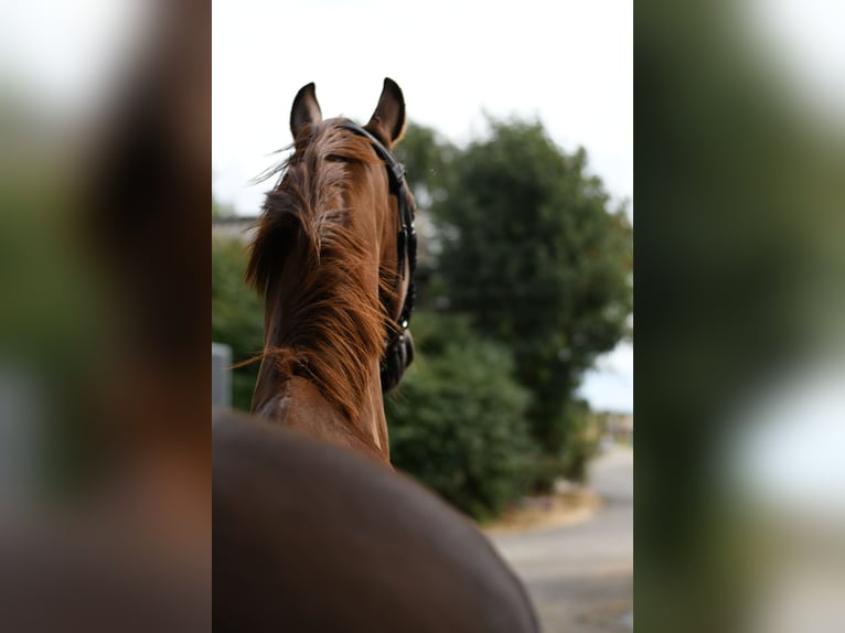 Hannoveraner Wallach 8 Jahre 163 cm Fuchs in Geilenkirchen