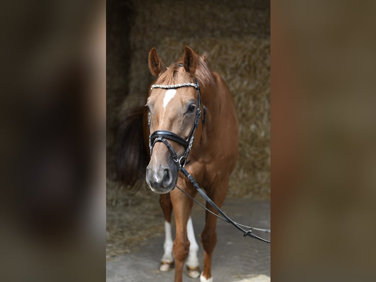 Hannoveraner Wallach 8 Jahre 163 cm Fuchs in Geilenkirchen