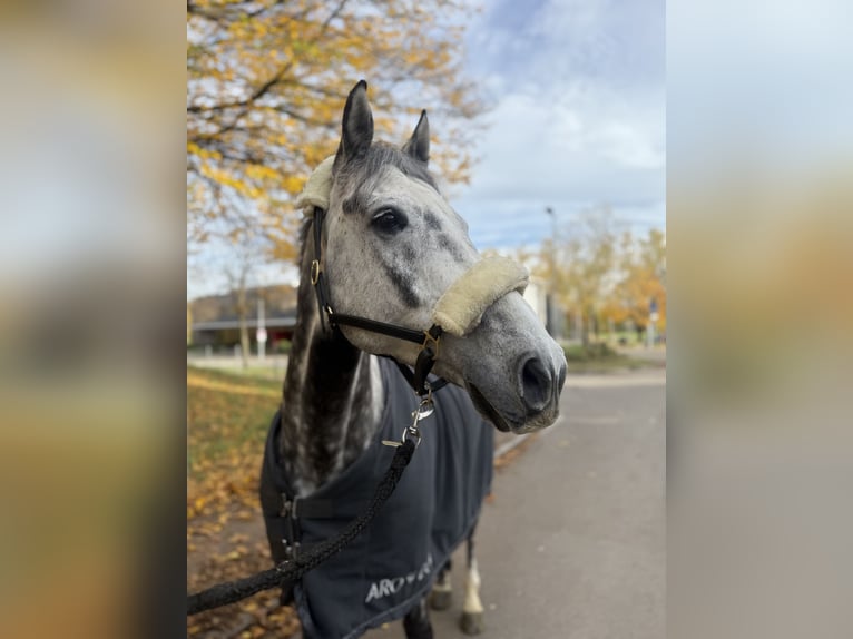 Hannoveraner Wallach 8 Jahre 164 cm Apfelschimmel in Dietikon