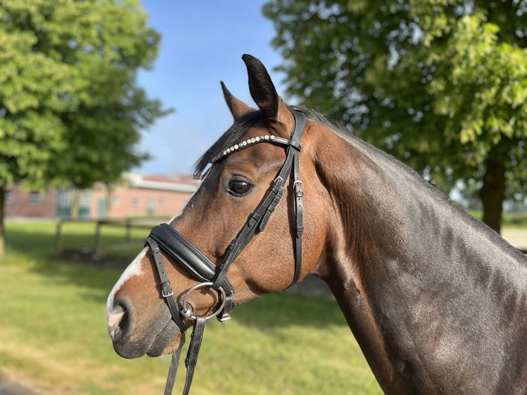 Hannoveraner Wallach 8 Jahre 164 cm Brauner in Rosendahl