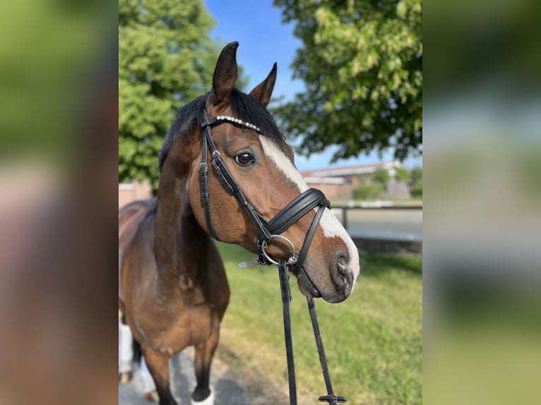 Hannoveraner Wallach 8 Jahre 164 cm Brauner in Rosendahl