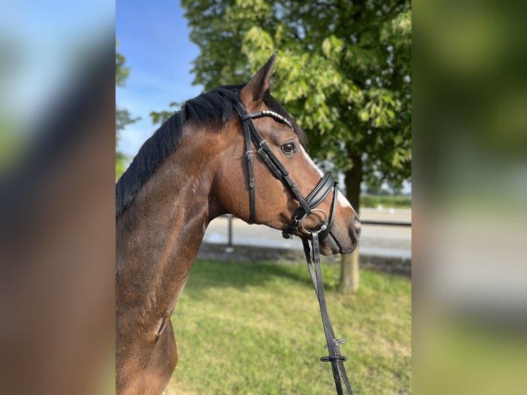Hannoveraner Wallach 8 Jahre 164 cm Brauner in Rosendahl