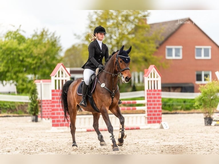 Hannoveraner Wallach 8 Jahre 164 cm Brauner in Braunschweig