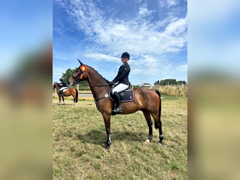 Hannoveraner Wallach 8 Jahre 164 cm Brauner in Braunschweig