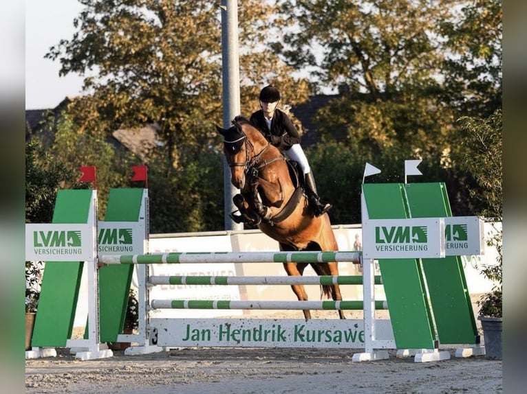 Hannoveraner Wallach 8 Jahre 164 cm Brauner in Braunschweig