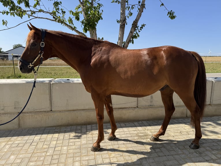 Hannoveraner Wallach 8 Jahre 165 cm Dunkelfuchs in Deining