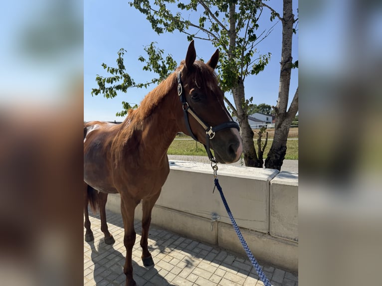 Hannoveraner Wallach 8 Jahre 165 cm Dunkelfuchs in Deining