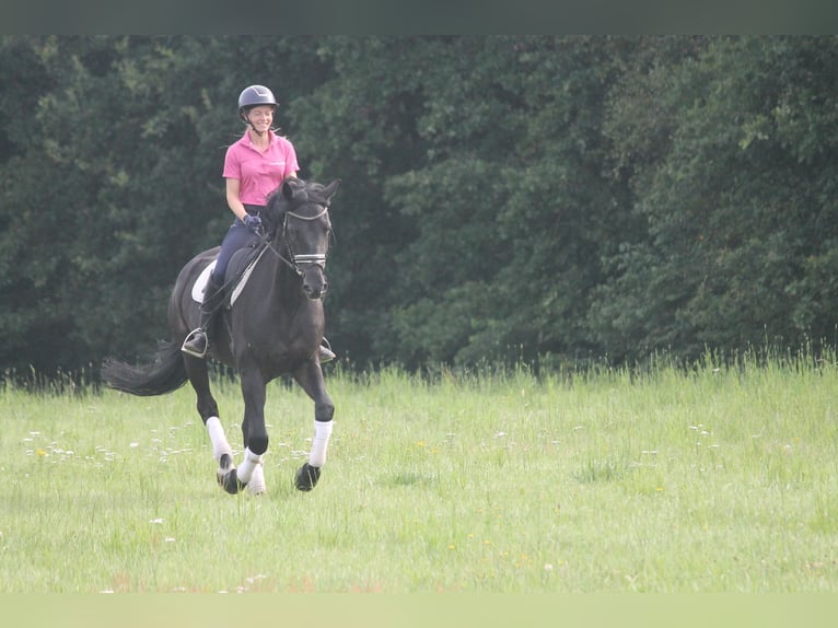 Hannoveraner Wallach 8 Jahre 165 cm Rappe in Hepstedt