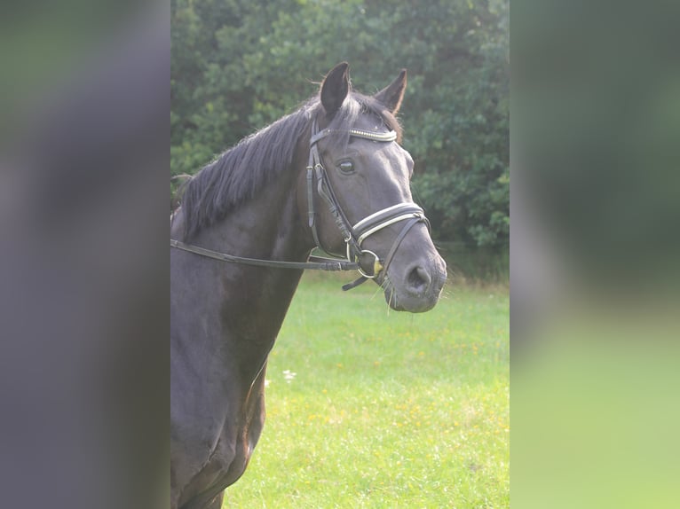 Hannoveraner Wallach 8 Jahre 165 cm Rappe in Hepstedt