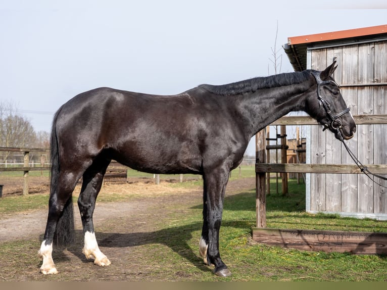 Hannoveraner Wallach 8 Jahre 165 cm Rappe in Lilienthal