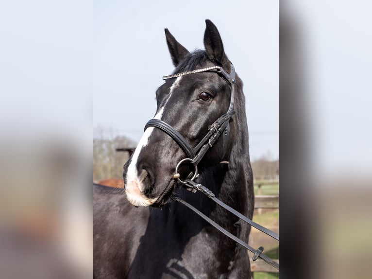 Hannoveraner Wallach 8 Jahre 165 cm Rappe in Lilienthal