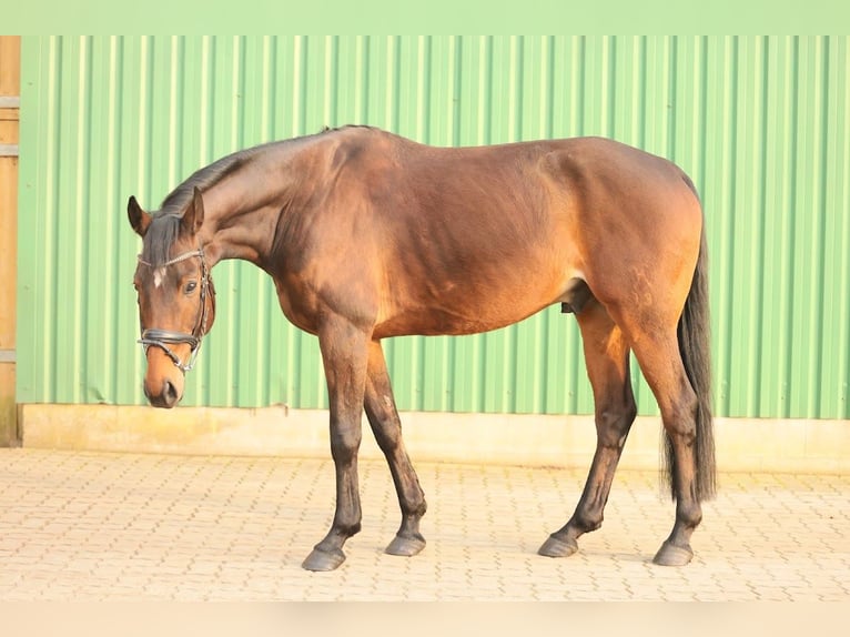 Hannoveraner Wallach 8 Jahre 166 cm Brauner in Fredenbeck